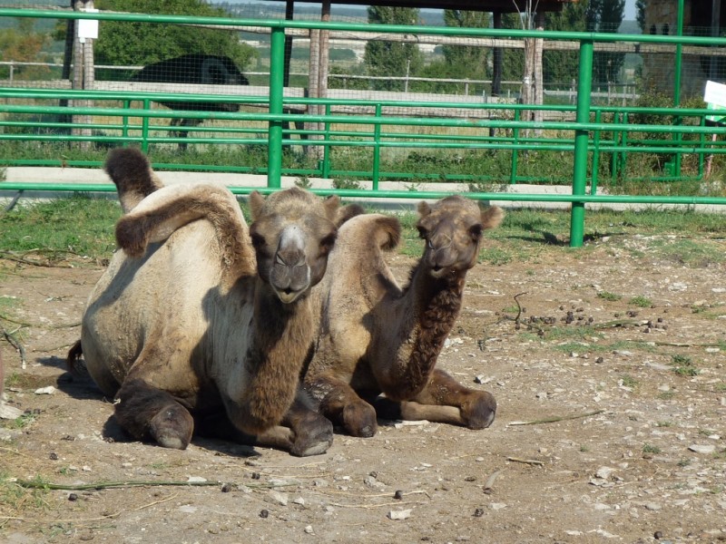 ДЕТСКИЙ ПАРК ДО – ДО